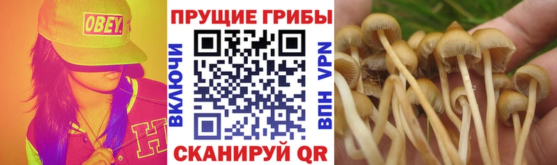Псилоцибиновые грибы GOLDEN TEACHER  Яблоновский 